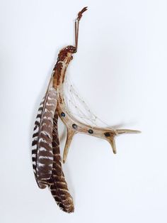 two feathers attached to the back of a deer's antler