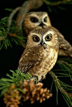 two owls sitting on top of a pine tree branch