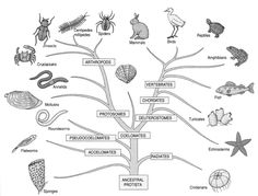 a tree with different types of animals and plants on it, labeled in the words