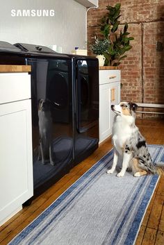 This is a scene with Max the dog approving of the Samsung Top Load Washer and Dryer. Fresh Laundry, Cleaning Toys, Dog Toys