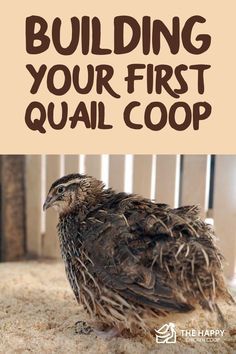 a bird sitting on top of a pile of hay with the words building your first qual coop