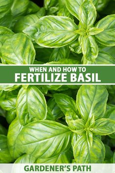 green basil plants with the words when and how to fertilize basil garden's path