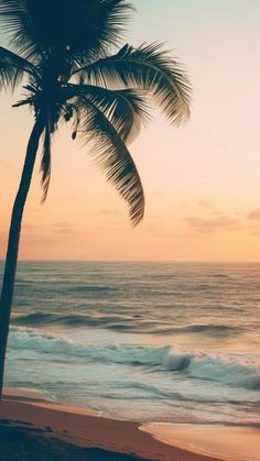 a palm tree sitting on top of a sandy beach next to the ocean at sunset