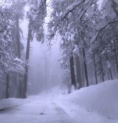 the road is covered in snow and trees