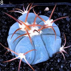 a close up of a plant with very long legs