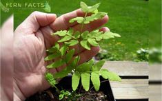 a person holding up a small plant in their hand