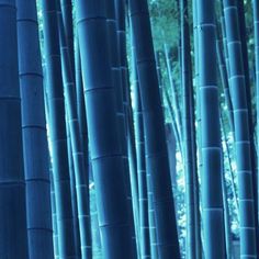 the tall bamboo trees are blue and green