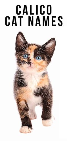 a small kitten with blue eyes and the words calico cat names on it's back