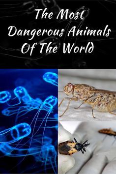 the most dangerous animals of the world are in this collage, including an insect