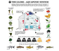 the diagram shows how to build an aquaponic system for fish and other aquatic life