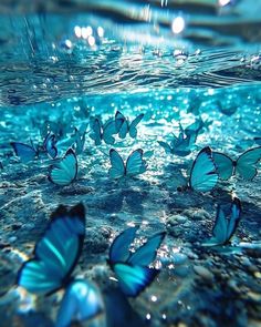 many blue butterflies are floating in the water