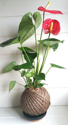 a potted plant with red flowers and green leaves on a white table next to a wall