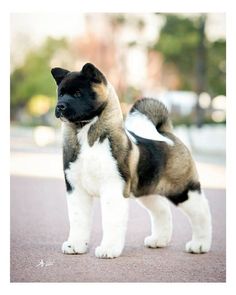 a small dog standing on top of a street