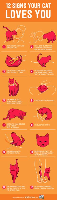 an orange and red poster with instructions on how to use the cat's tail