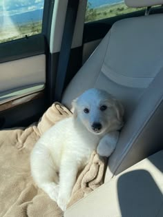 a small white dog laying on top of a blanket in the back seat of a car