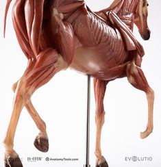 an image of a horse that is made out of muscles