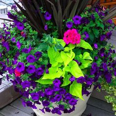 purple and green flowers in a white pot on a wooden deck next to some plants