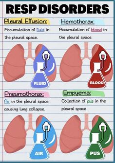 the different types of lungs and their functions