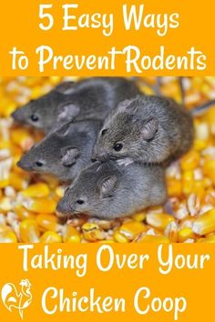 three mice sitting on top of corn with the words 5 easy ways to prevent rodents taking over your chicken coop