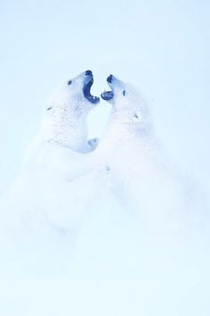 two polar bears playing in the snow with their noses touching each other's heads