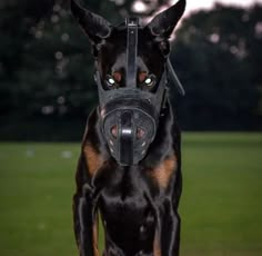 a black and brown dog wearing a muzzle