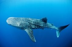 a large whale swimming in the blue water