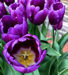 purple tulips are blooming in front of a brick wall