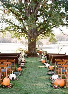 an outdoor ceremony set up with pumpkins and greenery on the grass, in front of a large tree