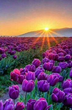 a field full of purple tulips with the sun setting in the background