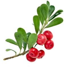 some red berries and green leaves on a white background