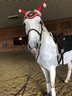 a white horse wearing a santa hat and harness in an indoor arena with no people