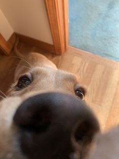 a close up of a dog's nose on the floor