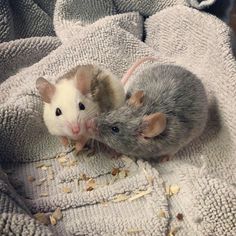 two small mice sitting on top of a blanket