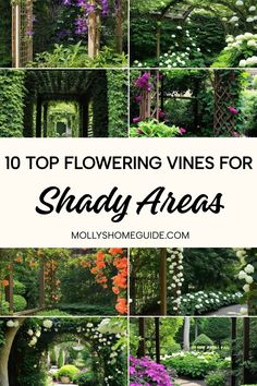 Looking to add some greenery and color to a shady area in your garden? Explore our collection of the best flowering vines for shade, including clematis, hydrangea vine, and climbing hydrangea. These shade-loving vines are perfect for trellises and arbors, adding beauty to any corner of your yard. Whether you're searching for perennial options that will come back year after year or annual flowers that thrive in both sun and shade, we've got you covered. Sweet Autumn Clematis, Climbing Flowers, Climbing Hydrangea, Virginia Creeper, Clematis Vine, Trumpet Vine