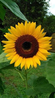 a large yellow sunflower standing in the middle of a field