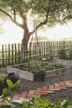 an outdoor garden area with various plants in it