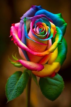 a rainbow colored rose with green leaves