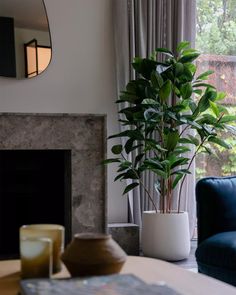 a living room with a blue couch and a potted plant