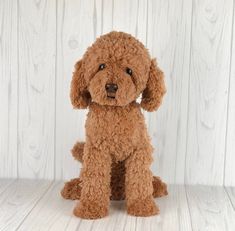 a small brown dog sitting on top of a white wooden floor next to a wall