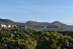 some houses and bushes by the water with mountains in the background on a sunny day