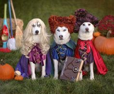 three dogs dressed up in costumes sitting next to each other on the grass with pumpkins behind them