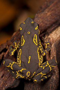 a yellow and black frog sitting on top of a tree branch