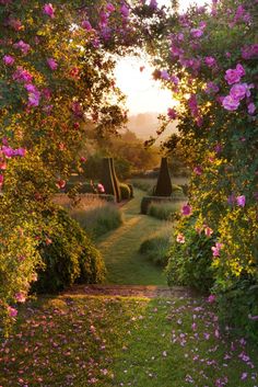 the sun is shining through some bushes and flowers