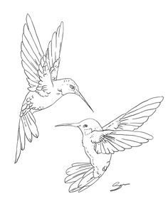 two hummingbirds flying in the sky with their wings spread out and facing each other