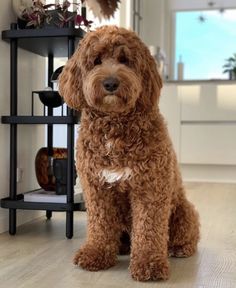 a brown dog sitting on top of a hard wood floor next to a black shelf