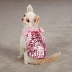 a small white dog wearing a pink sequined bag with a bow on it's neck