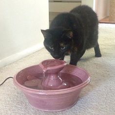 a black cat drinking water from a pink bowl