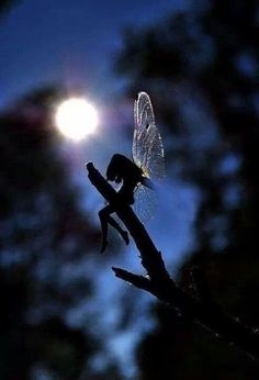 a dragon sitting on top of a tree branch in front of the sun with its wings spread