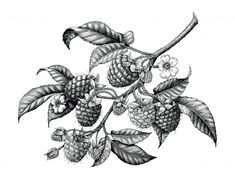 black and white drawing of raspberries on branch with leaves stock photo, royalty