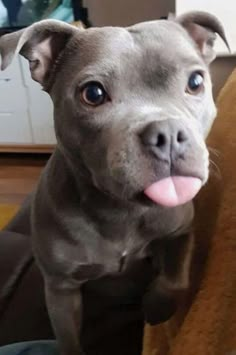 a dog with its tongue hanging out looking at the camera